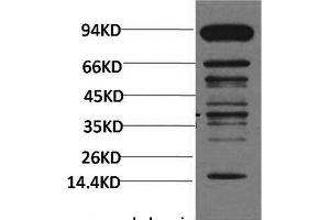 Western Blot analysis of Hela cells with Pan Methylated Lysine Monoclonal Antibody(Mix). (Methylated Lysine 抗体)