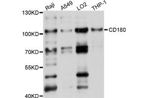 Western blot analysis of extracts of various cell lines, using CD180 antibody (ABIN5997388) at 1/1000 dilution. (CD180 抗体)