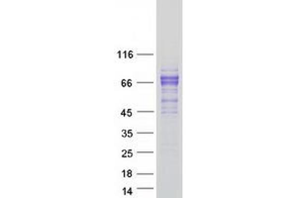 LCTL Protein (Myc-DYKDDDDK Tag)