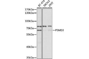 Western blot analysis of extracts of various cell lines, using PSMD3 antibody (ABIN3023699, ABIN3023700, ABIN3023701 and ABIN6219819) at 1:400 dilution. (PSMD3 抗体)