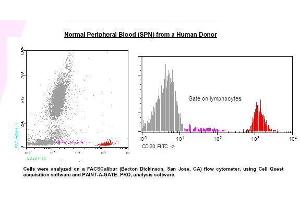 Image no. 1 for anti-Membrane-Spanning 4-Domains, Subfamily A, Member 1 (MS4A1) antibody (FITC) (ABIN1112086) (CD20 抗体  (FITC))