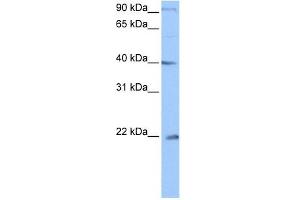 C4ORF33 antibody used at 0. (C4orf33 抗体  (C-Term))