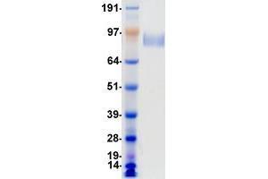 Validation with Western Blot (Ret Proto-Oncogene Protein (RET) (DYKDDDDK-His Tag))