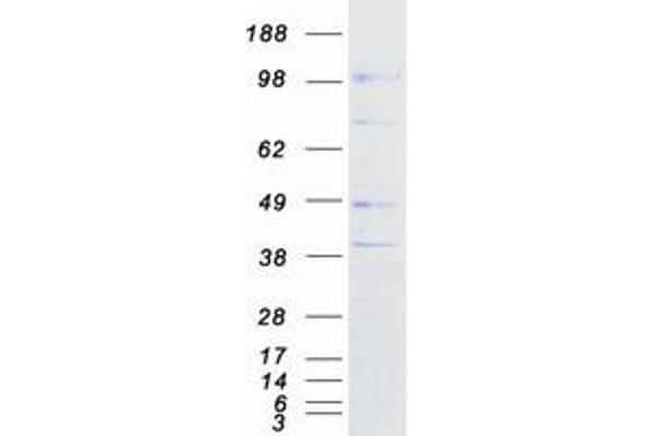 CLCA2 Protein (Myc-DYKDDDDK Tag)