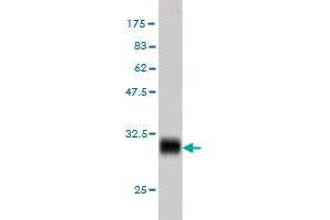 Western Blotting (WB) image for anti-Enolase 3 (Beta, Muscle) (ENO3) (AA 228-277) antibody (ABIN560744)