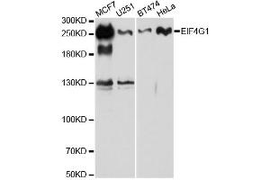 Western blot analysis of extracts of various cell lines, using EIF4G antibody. (EIF4G1 抗体)
