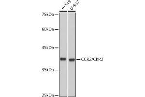 Western blot analysis of extracts of various cell lines, using CCR2/CKR2 antibody (ABIN7266304) at 1:1000 dilution. (CCR2 抗体)