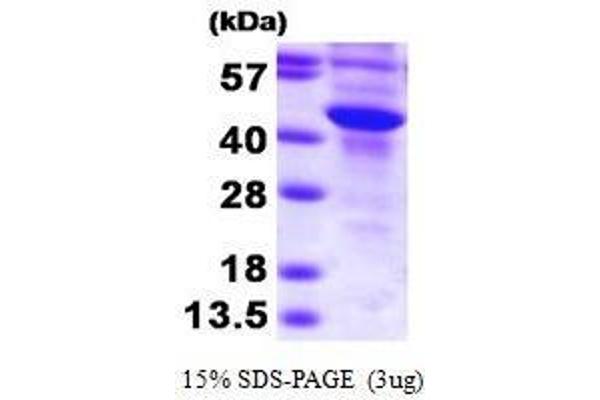 SULT2B1 Protein (AA 1-365) (His tag)