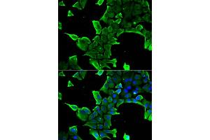 Immunofluorescence analysis of  cells using NCS1 antibody . (NCS1 抗体  (AA 1-190))