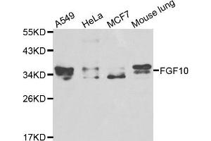 Western blot analysis of extracts of various cell lines, using FGF10 antibody (ABIN5970543) at 1/1000 dilution. (FGF10 抗体)
