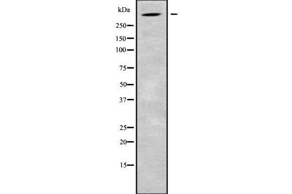 ALMS1 抗体  (C-Term)