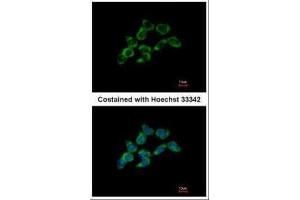 ICC/IF Image Immunofluorescence analysis of methanol-fixed HCT116, using DDAH1, antibody at 1:500 dilution. (DDAH1 抗体  (C-Term))