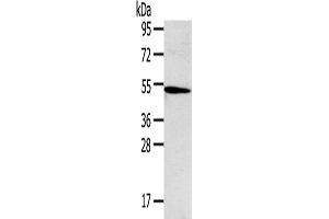 Western Blotting (WB) image for anti-Tumor Necrosis Factor Receptor Superfamily, Member 4 (TNFRSF4) antibody (ABIN2427429) (TNFRSF4 抗体)