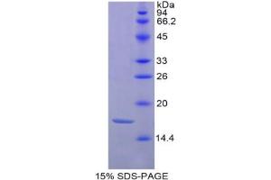 Image no. 1 for Histone 3 (H3) (AA 1-136) protein (His tag) (ABIN2121257) (Histone 3 Protein (H3) (AA 1-136) (His tag))