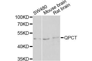 Western blot analysis of extracts of various cell lines, using QPCT antibody (ABIN2564834) at 1:1000 dilution. (QPCT 抗体)