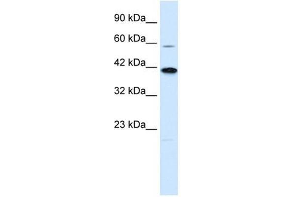 KCNK13 抗体  (C-Term)