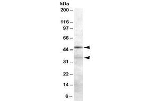 Western blot testing of 293 lysate with PLAU antibody at 0. (PLAU 抗体)