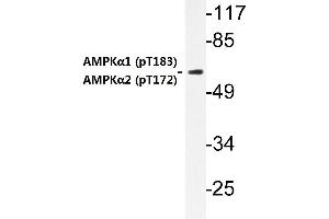 Western blot (WB) analysis of p-AMPKα1/2 antibody in extracts from HuvEc cells . (PRKAA1 抗体  (pThr174))