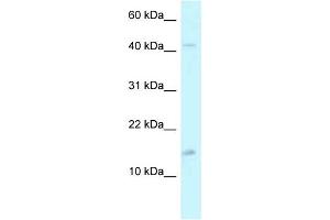 WB Suggested Anti-PCBD2 Antibody Titration: 1. (PCBD2 抗体  (C-Term))