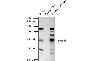 Immunoprecipitation analysis of 300 μg extracts of K-562 cells using 3 μg Smad5 antibody (ABIN7270354). (SMAD5 抗体)