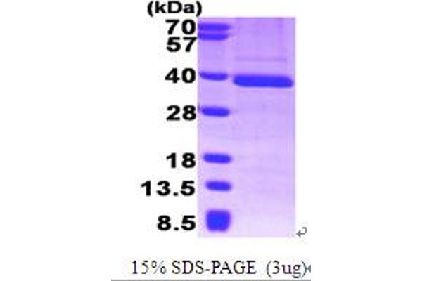 GTF2B Protein (AA 1-316) (His tag)