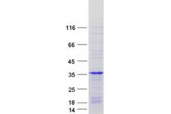 RIT1 Protein (Myc-DYKDDDDK Tag)