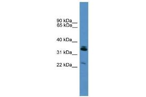 Synpr antibody used at 0. (Synaptoporin 抗体  (Middle Region))