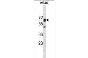 PTPN11 Antibody (ABIN659154 and ABIN2843774) western blot analysis in A549 cell line lysates (35 μg/lane). (PTPN11 抗体)
