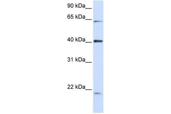 C19orf46 抗体  (N-Term)