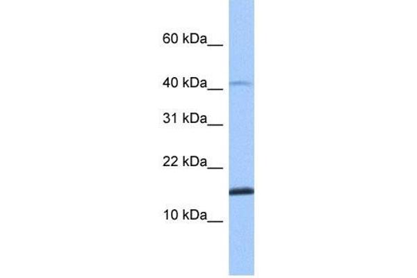 SPAG11B 抗体  (N-Term)