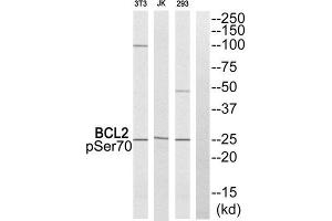 Western Blotting (WB) image for anti-B-Cell CLL/lymphoma 2 (BCL2) (pSer70) antibody (ABIN1847834) (Bcl-2 抗体  (pSer70))