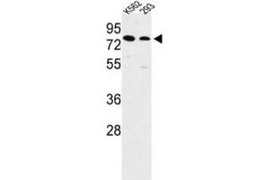 Western Blotting (WB) image for anti-Solute Carrier Family 3 Member 1 (SLC3A1) antibody (ABIN3003916) (SLC3A1 抗体)