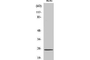 Western Blotting (WB) image for anti-Transcription Elongation Factor A (SII)-Like 6 (TCEAL6) (Internal Region) antibody (ABIN3187202) (TCEAL6 抗体  (Internal Region))