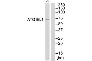 Western blot analysis of extracts from Jurkat cells, using ATG16L1 antibody. (ATG16L1 抗体  (Internal Region))