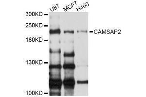 Western blot analysis of extracts of various cell lines, using CAMSAP2 Antibody (ABIN5996416) at 1/1000 dilution. (CAMSAP2 抗体)