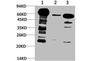 Western blot analysis of 1) Hela Cell Lysate, 2) 3T3 Cell Lysate, 3) Rat Brain Tissue Lysate using Ubiquitin Mouse mAb diluted at 1:1000. (Ubiquitin 抗体)