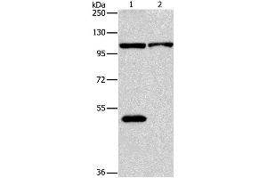 Western Blotting (WB) image for anti-NLR Family, Pyrin Domain Containing 3 (NLRP3) antibody (ABIN2427661) (NLRP3 抗体)