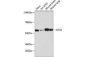 Western blot analysis of extracts of various cell lines, using  antibody (ABIN7265710) at 1:1000 dilution. (ATG5 抗体)