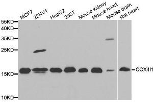 Western blot analysis of extracts of various cell lines, using COX4I1 antibody. (COX IV 抗体)