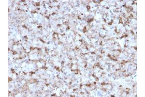 Formalin-fixed, paraffin-embedded human Pituitary stained with Prolactin Mouse Monoclonal Antibody (PRL/2643). (Prolactin 抗体  (AA 63-201))