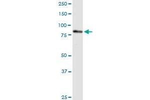 PNPT1 MaxPab rabbit polyclonal antibody. (PNPT1 抗体  (AA 1-783))