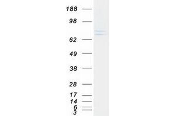 CHPF Protein (Myc-DYKDDDDK Tag)