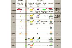 Conjugation pathways for ubiquitin and ubiquitin-like modifiers (UBLs). (Urm1 抗体)