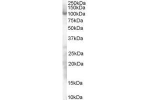 Western Blotting (WB) image for anti-Sp1 Transcription Factor (SP1) (AA 68-82) antibody (ABIN291116) (SP1 抗体  (AA 68-82))