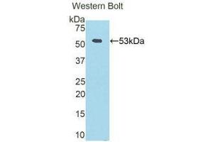 Western Blotting (WB) image for anti-Fibrinogen beta Chain (FGB) (AA 45-491) antibody (Biotin) (ABIN1174350) (Fibrinogen beta Chain 抗体  (AA 45-491) (Biotin))