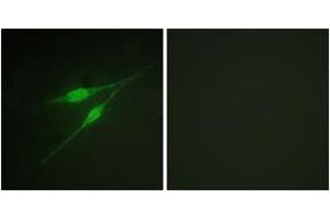 Immunofluorescence (IF) image for anti-Mitogen-Activated Protein Kinase 14 (MAPK14) (AA 288-337) antibody (ABIN2888769) (MAPK14 抗体  (AA 288-337))