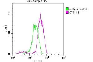 Overlay histogram showing Jurkat cells stained with ABIN7127467 (red line) at 1:50. (Recombinant EGFR 抗体)