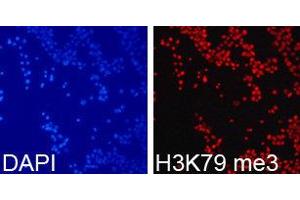 Immunofluorescence (IF) image for anti-Histone 3 (H3) (H3K79me3) antibody (ABIN1873008) (Histone 3 抗体  (H3K79me3))