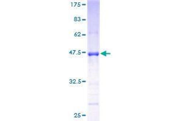 GPSM3 Protein (AA 1-160) (GST tag)