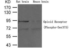 Western blot analysis of extracts from Rat brain tissue and Mouse brain tissue using Opioid Receptor (Phospho-Ser375) Antibody. (Mu Opioid Receptor 1 抗体  (pSer375))